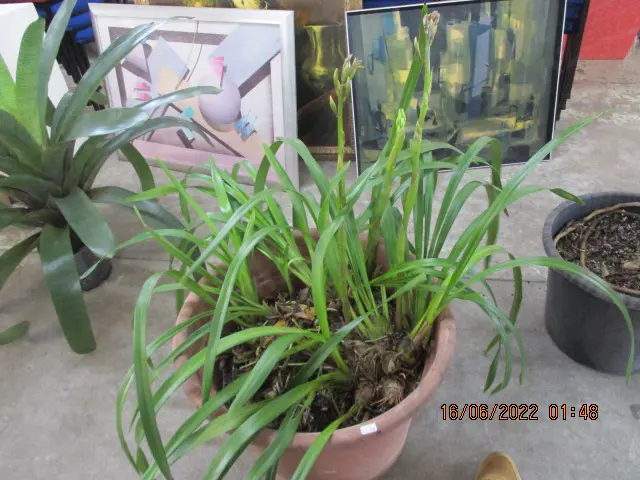 Orchid Image 1++