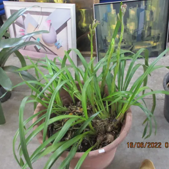 Orchid