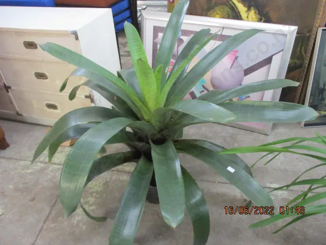 Bromiliad Image 1++