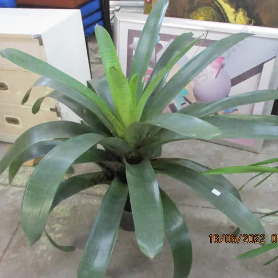 Bromiliad