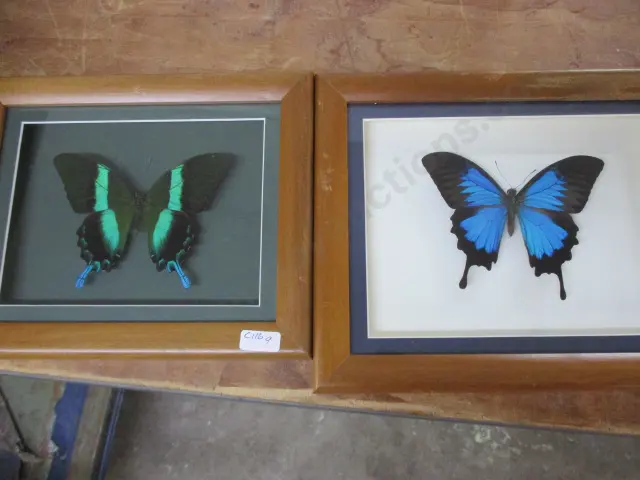 Butterflys Image 1++