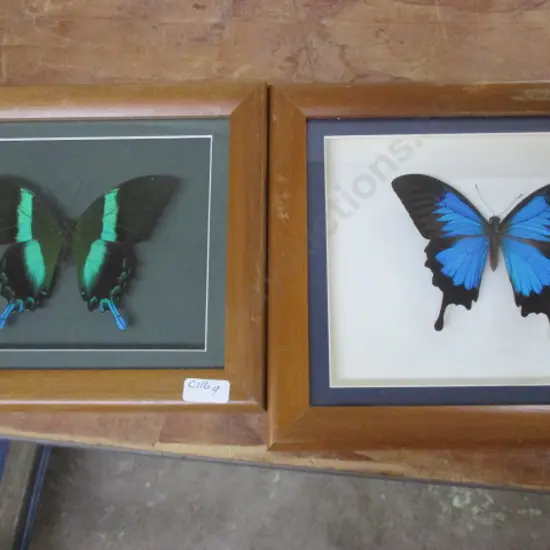 Butterflys