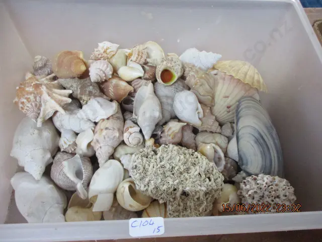 Seashells Image 1++