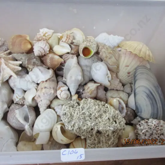 Seashells