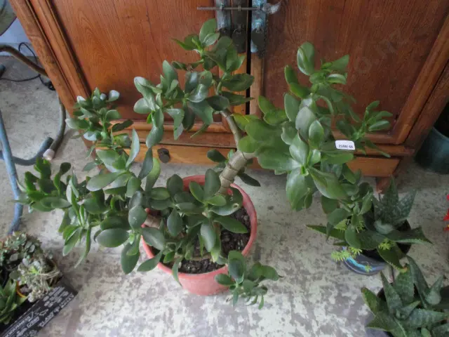 Jade Tree Image 1++