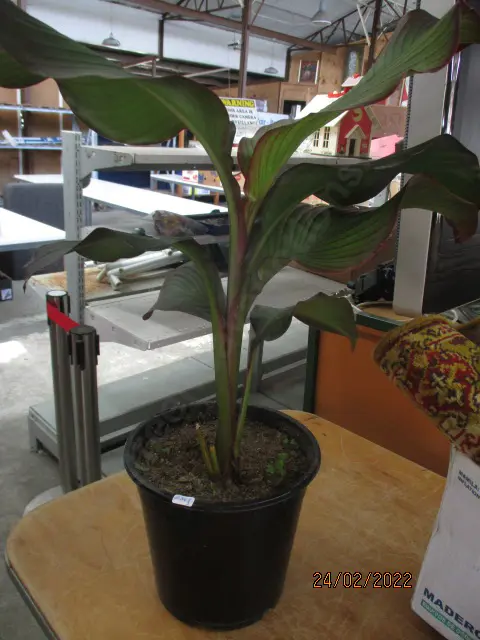 Canna Lily Image 1++