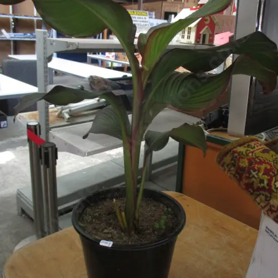 Canna Lily