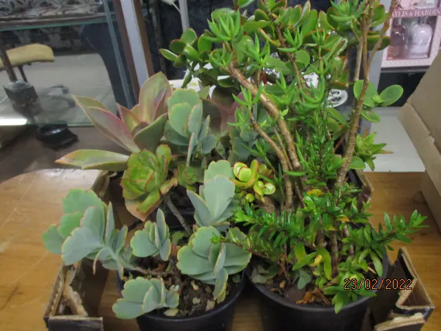 Succulents Image 1++