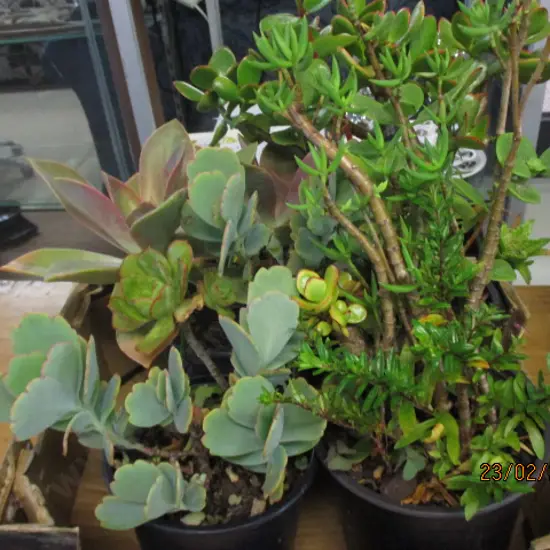 Succulents