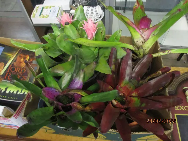 Bromiliads Image 1++
