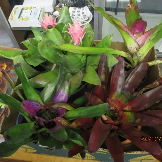 Bromiliads
