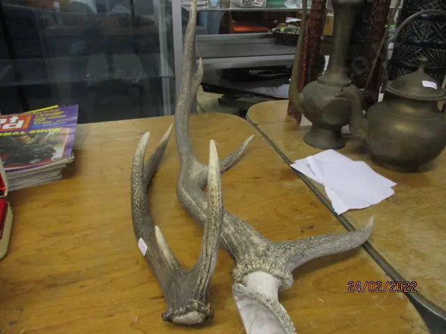 Antlers Image 1++