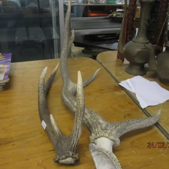 Antlers