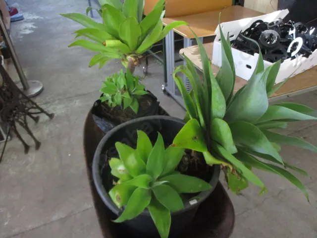 Yucca Plants Image 1++