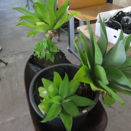 Yucca Plants