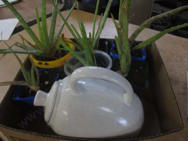 Coffee Pot and Succulants Image 1++