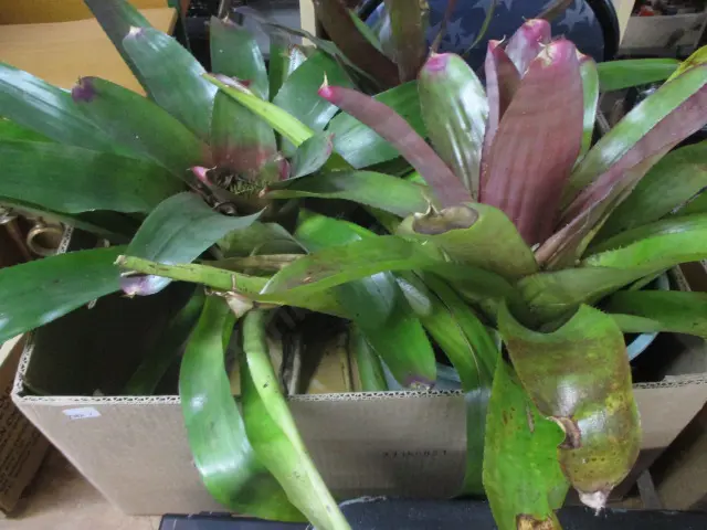 Bromiliads Image 1++