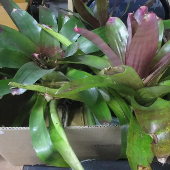 Bromiliads