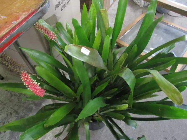 Bromiliad Image 1++