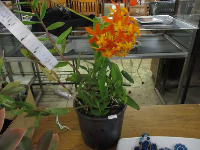Crucifix Orchid Image 1++