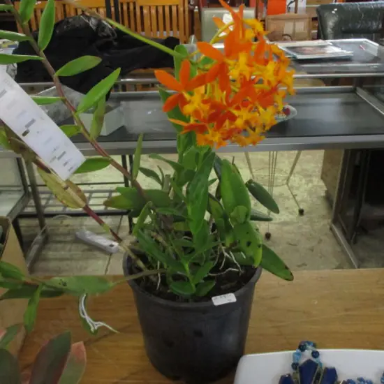 Crucifix Orchid