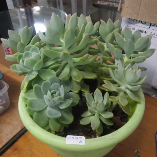 Succulent