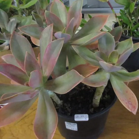 Succulent