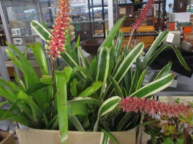 Bromiliads Image 1++