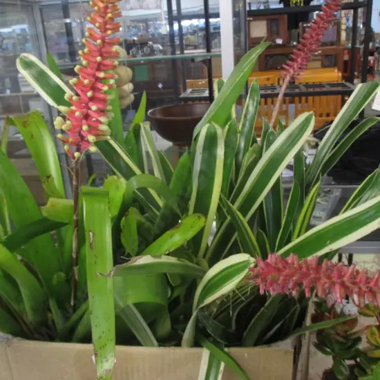 Bromiliads