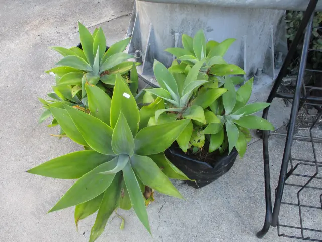 Yuccas Image 1++
