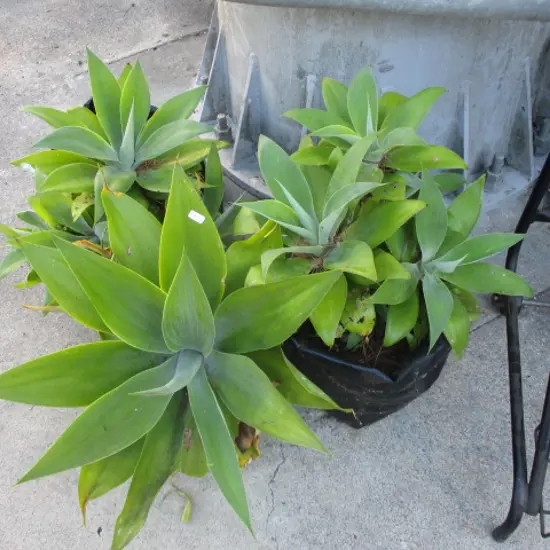 Yuccas
