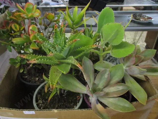 Succulents Image 1++
