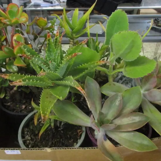 Succulents