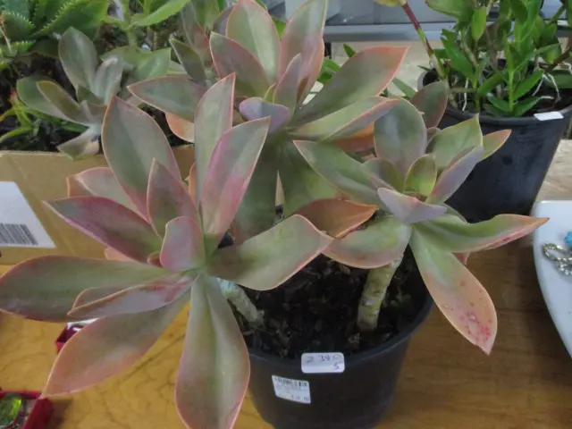 Succulent Image 1++