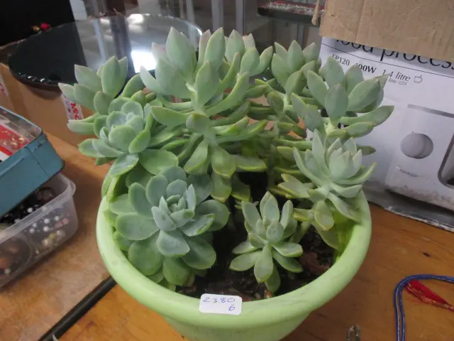 Succulent Image 1++