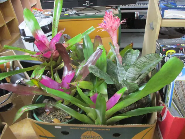 Bromiliads Image 1++
