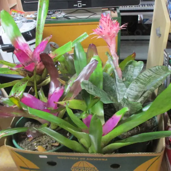 Bromiliads