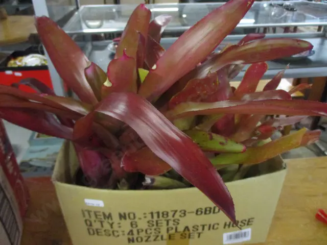 Bromiliads Image 1++
