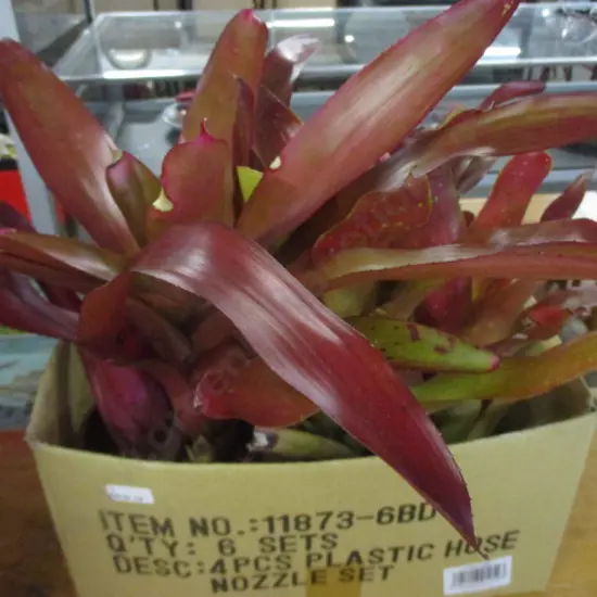 Bromiliads