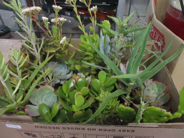 Succulents Image 1++