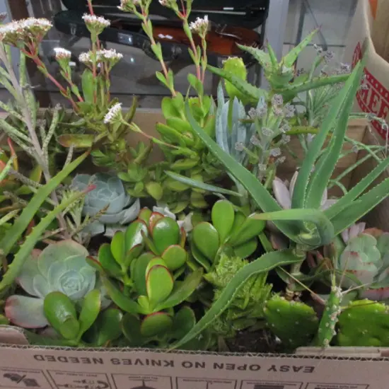 Succulents