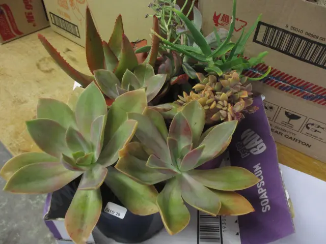 Succulents Image 1++