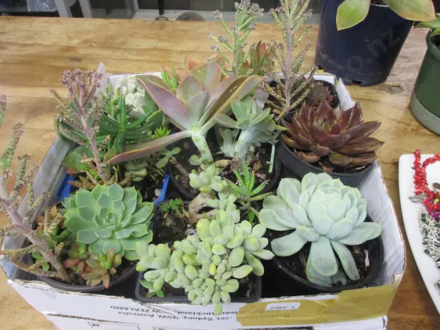 Succulents Image 1++