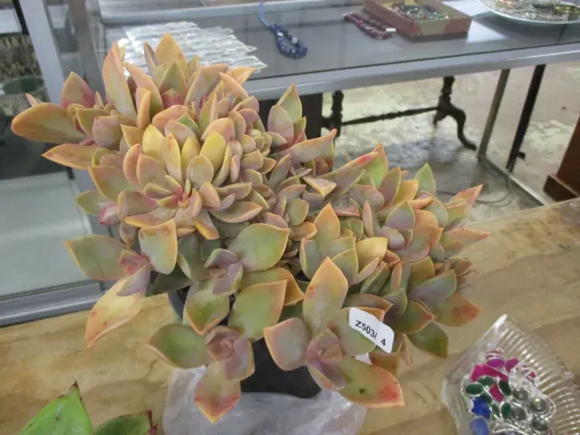 Succulent Image 1++