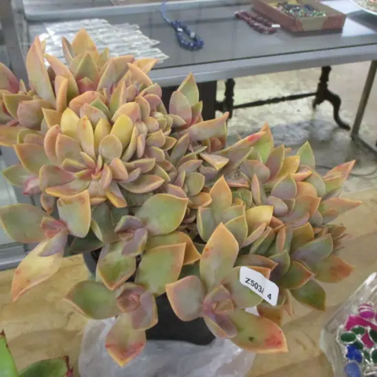 Succulent