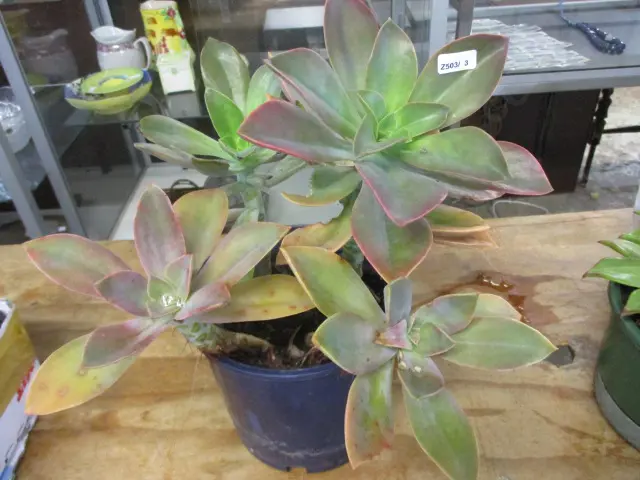 Succulent Image 1++