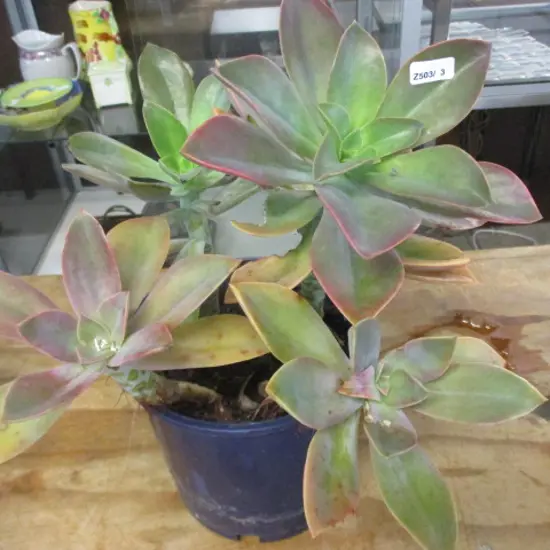 Succulent