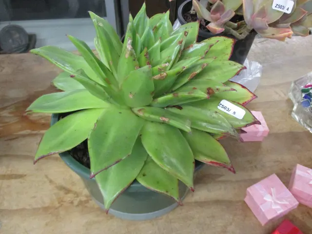Succulent Image 1++
