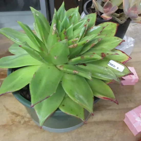 Succulent