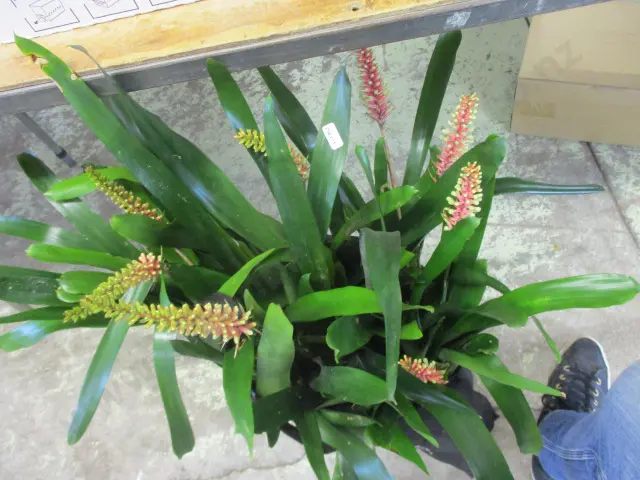 Bromiliads Image 1++